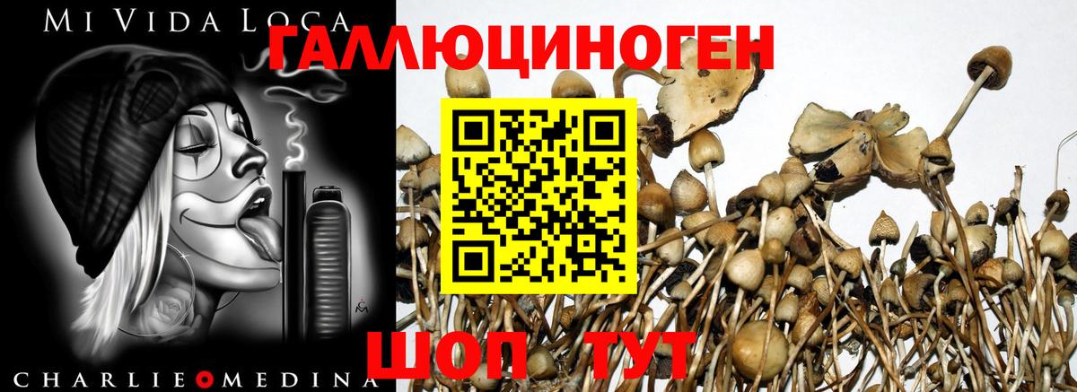 Галлюциногенные грибы GOLDEN TEACHER  Галлюциногенные грибы Cubensis  Петрозаводск  Вход с VPN 